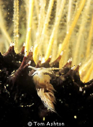 A little nudi among the spines of a large holothurian. Hy... by Tom Ashton 